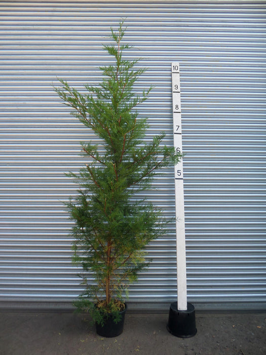 Leylandii Trees