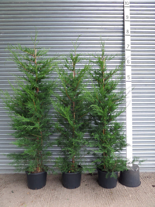 Leylandii hedge