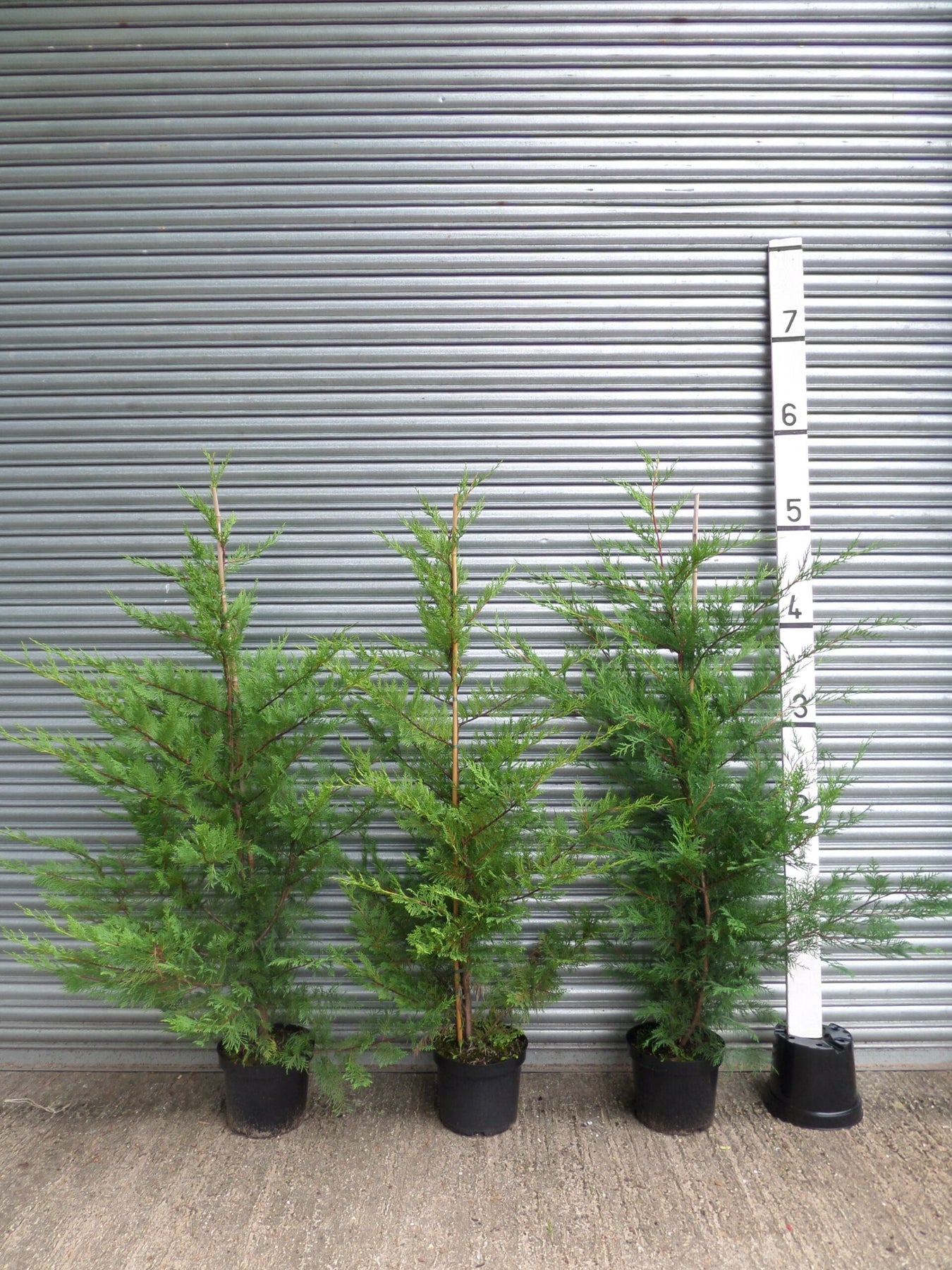 Volume Discount: Quantity 20; Discount £2.50