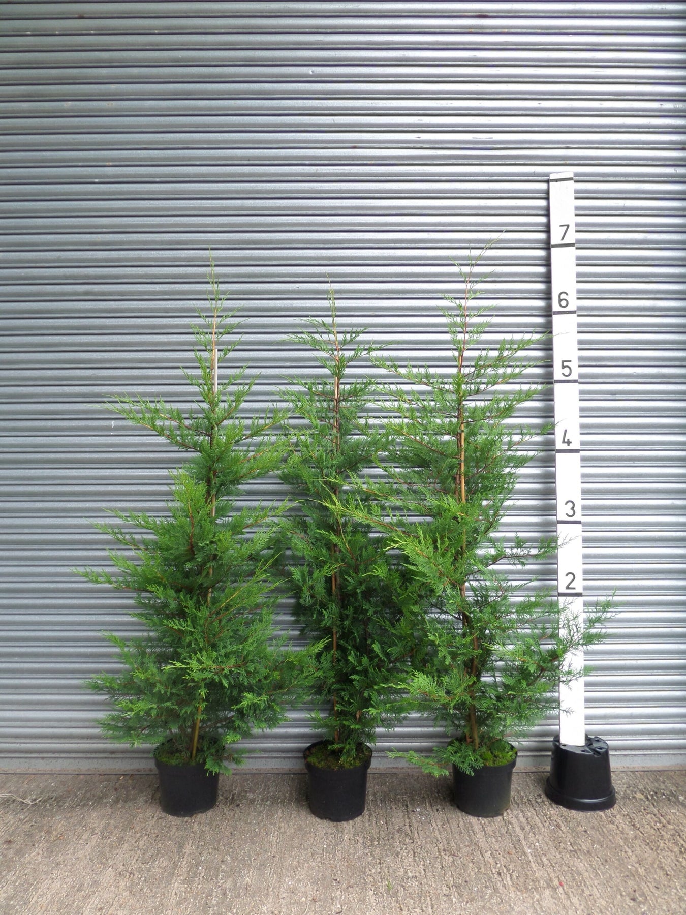 Volume Discount: Quantity 20; Discount £5