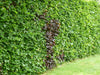 A long shot of beech hedging making a tall private border