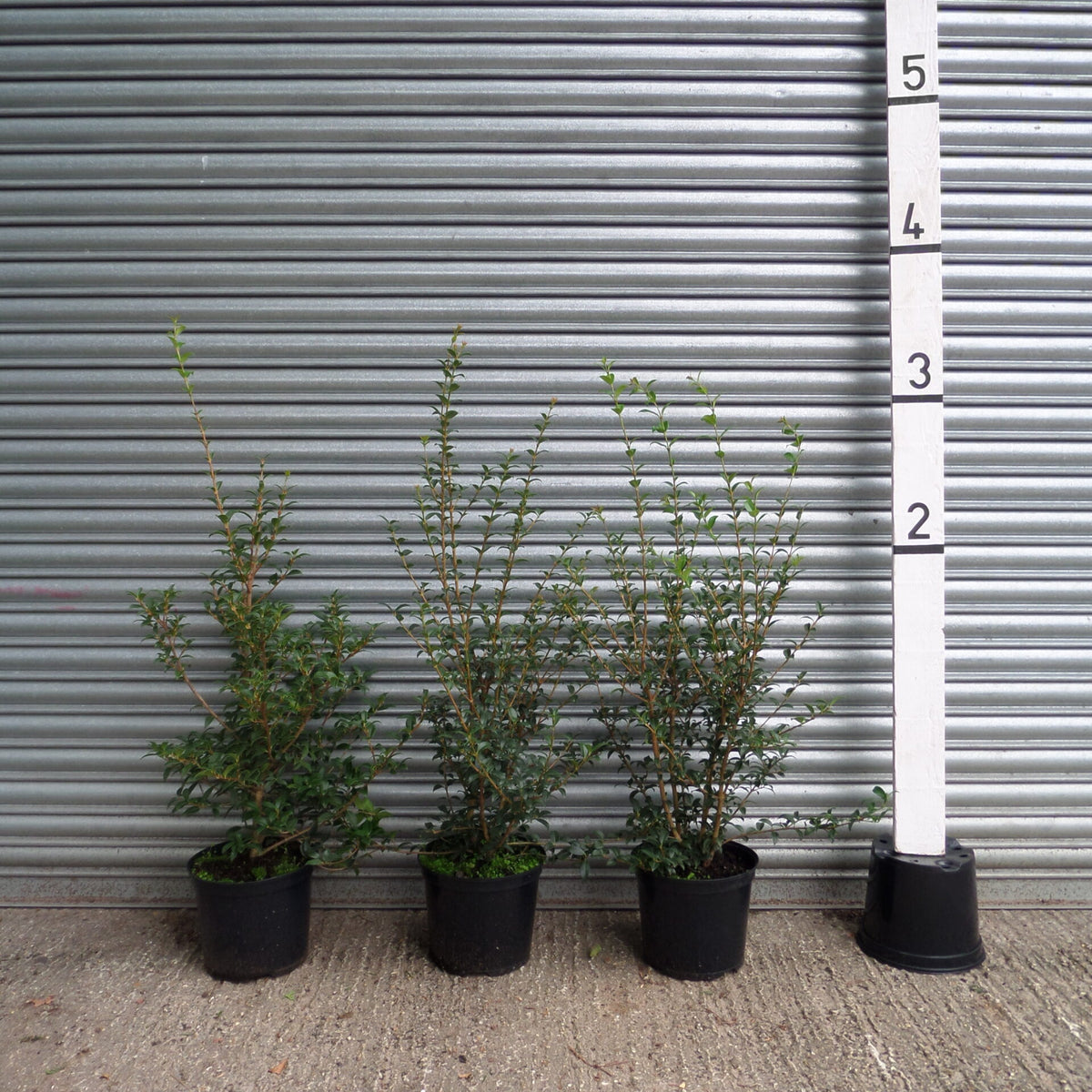 Osmanthus-hedge-