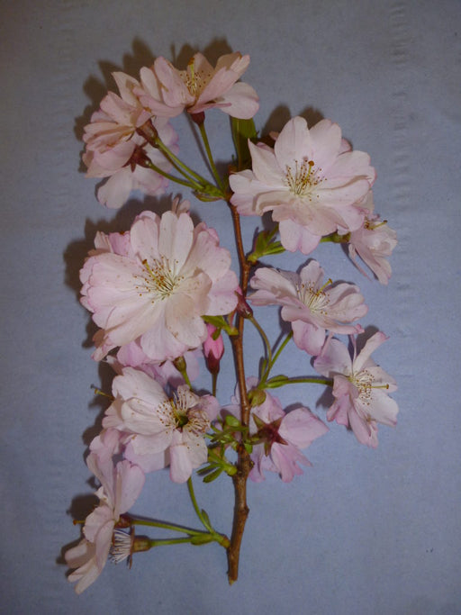 Prunus Accolade