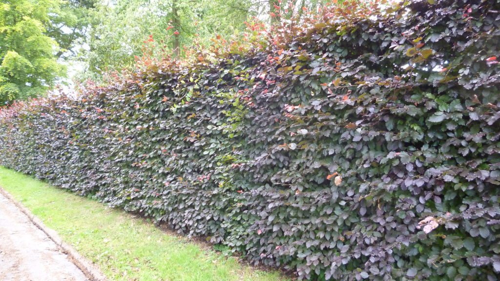 Copper Beech hedging