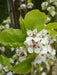 Flowering Pear Pyrus Chanticleer