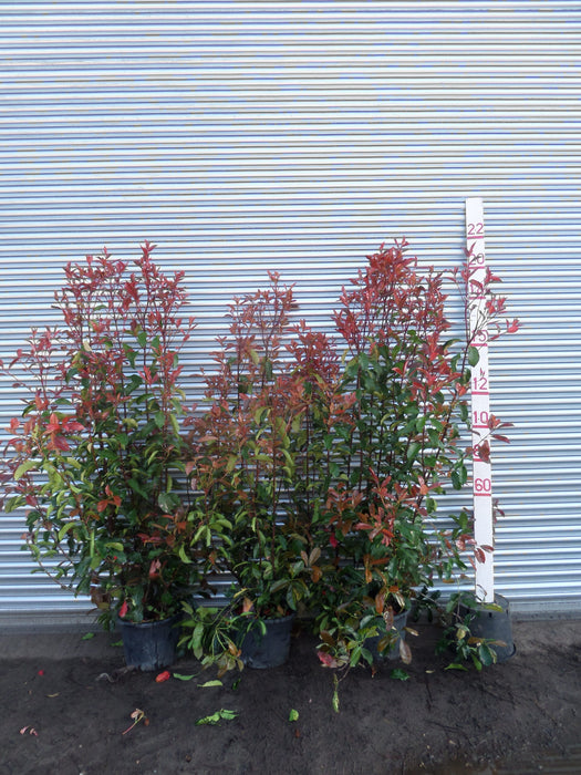 Large Photinia