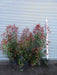 Large Photinia