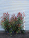 Large Photinia