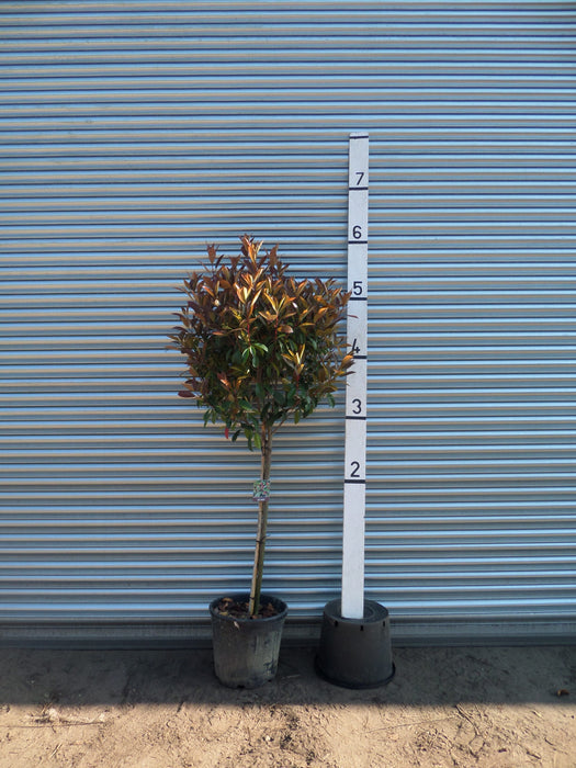 Photinia Red Robin Standard