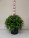 Pittosporum Golf Ball