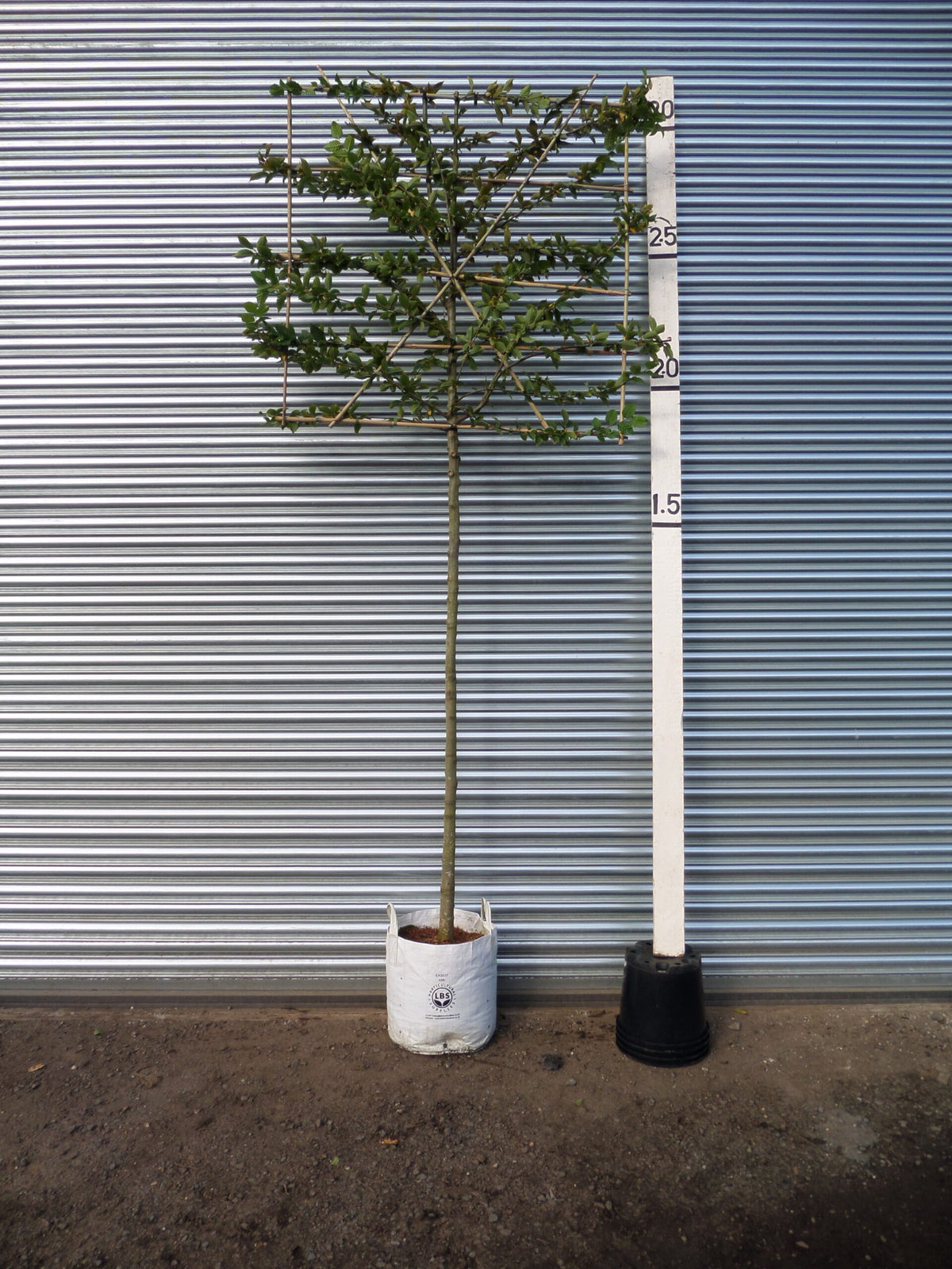 Pleached Hornbeam 6ft (180cm) stems with 4x4ft (120x120cm) head