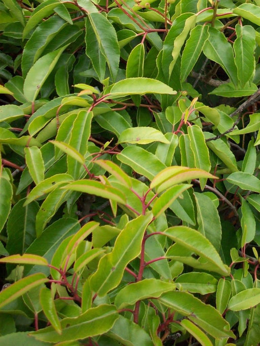 Portuguese laurel