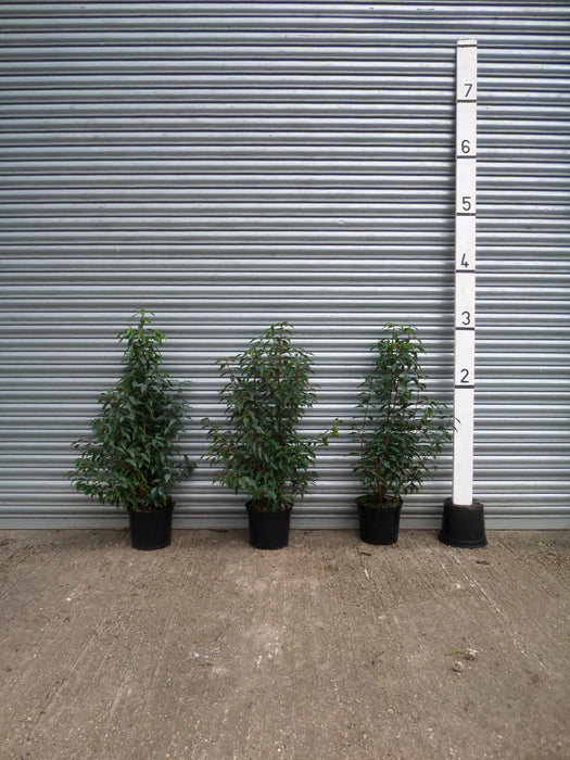 Small Portuguese Laurel hedging