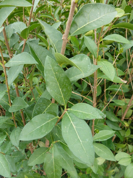 Privet Hedge