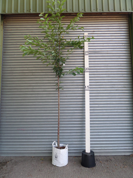 Mathias Nurseries Prunus avium Wild Cherry