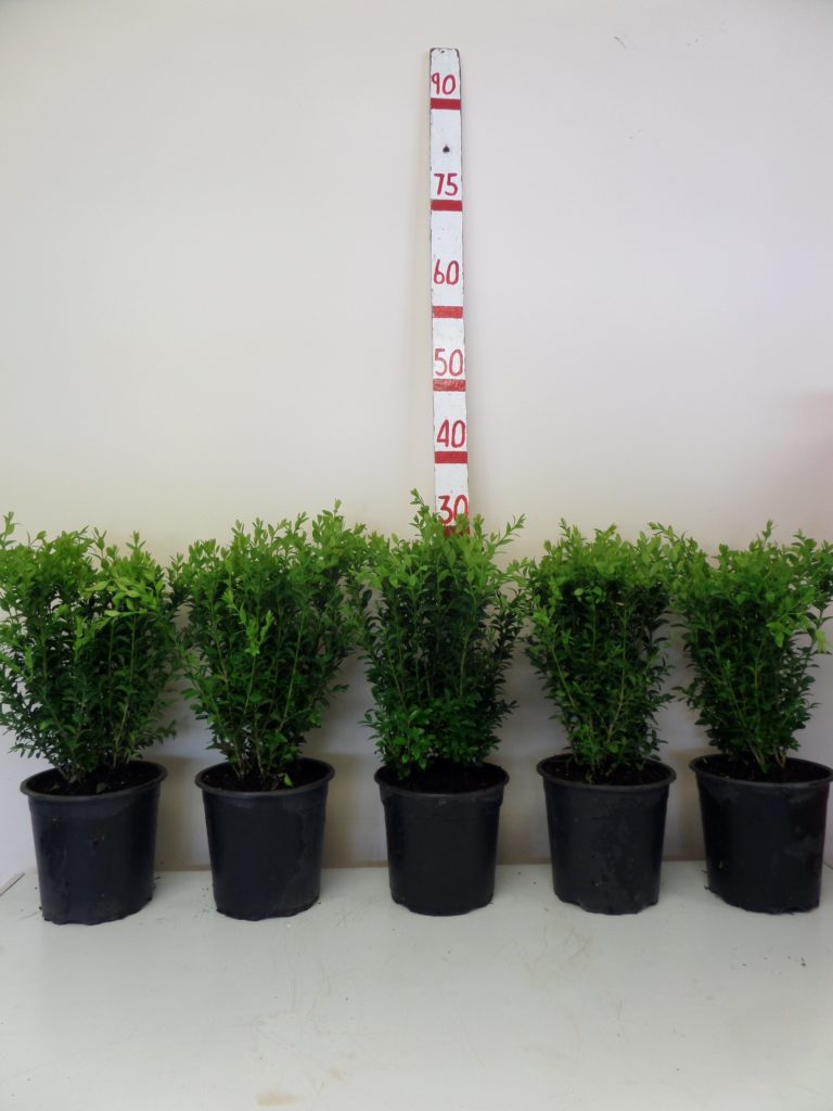 planting box hedge in pots Box Hedging (Buxus sempervirens) 20-30cm in a 2lt pot