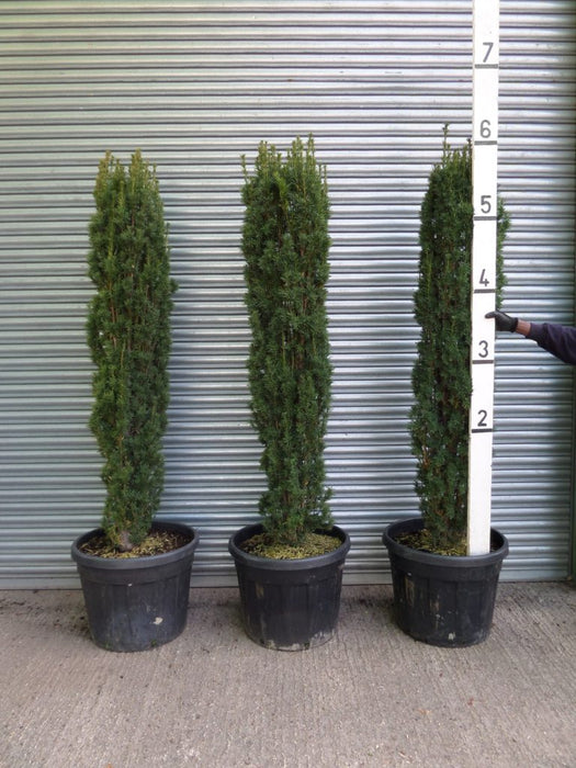 Irish Yew 6ft