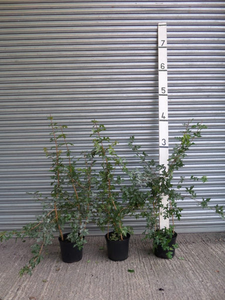 OVER FIELD MAPLE MR-2001 バット Field Maple Trees for Sale. Acer Campestre. Hedge Maple