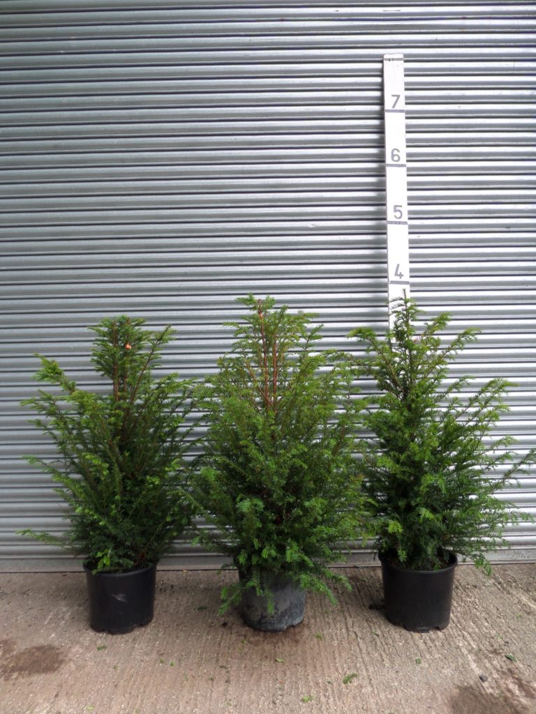 Yew Hedging 3-4ft (90-120cm) in a 15lt pot