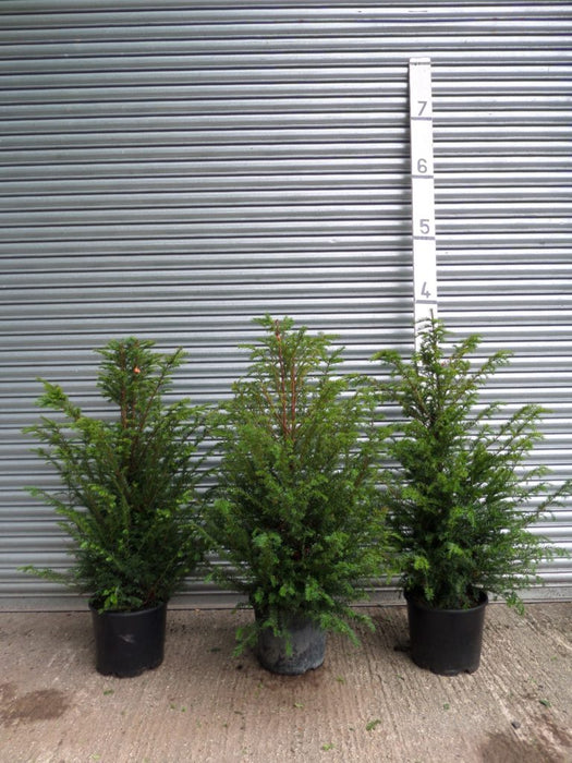 4ft yew hedge