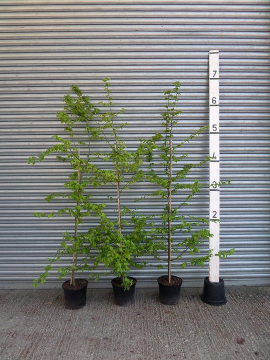 Hornbeam Hedge