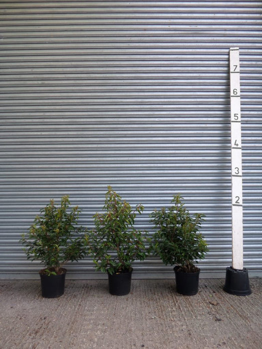 Portuguese Laurel hedges