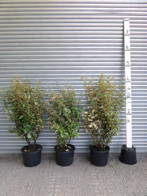 Elaeagnus hedge plants