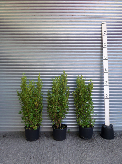 Griselinia hedge plants