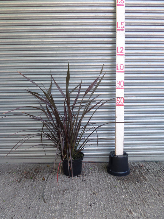 Phormium Platts Black