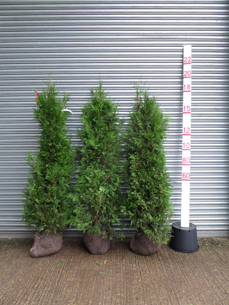 Thuja Hedging 6-6.5ft (180-200cm) Rootballed