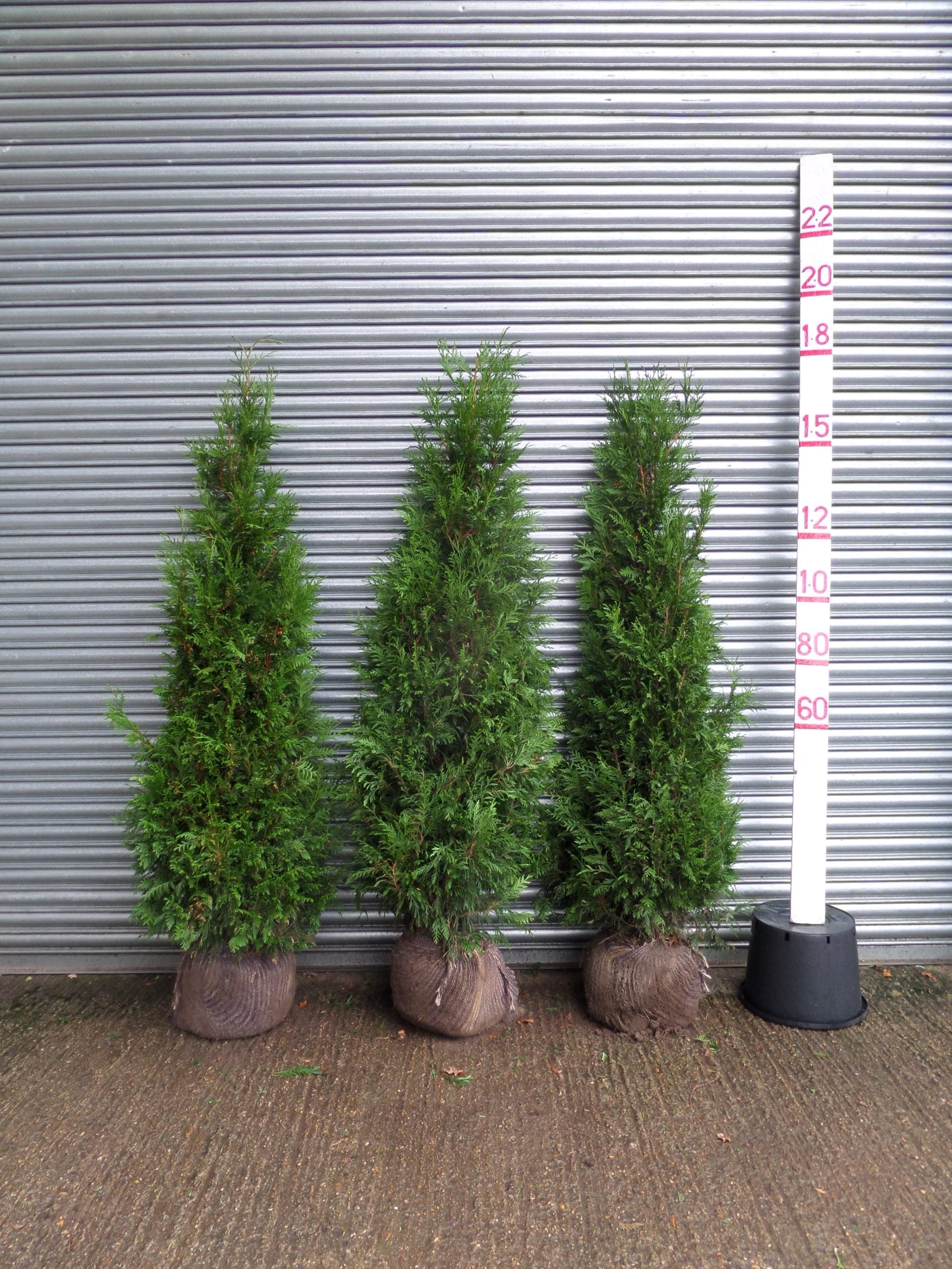 150㎝パインツリー JOA-148 Thuja Hedging 5.5-6ft (160-180cm) Root-Balled | Mathias Nurseries