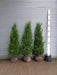 thuja hedge plants