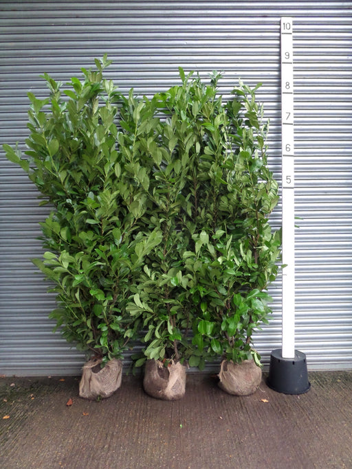 tall laurel hedge