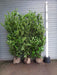 tall laurel hedge