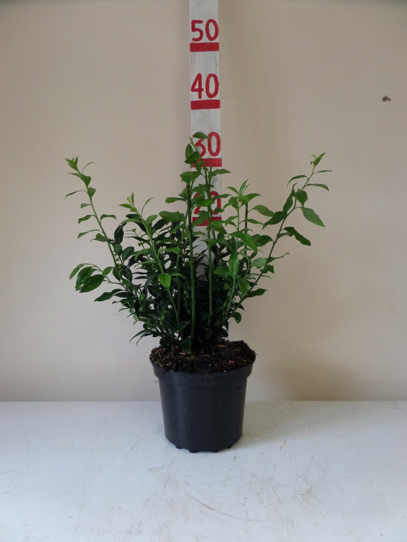 Volume Discount: Quantity 20; Discount £1