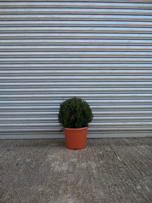 Topiary yew ball