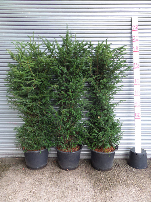 6ft yew hedge