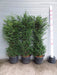 6ft yew hedge