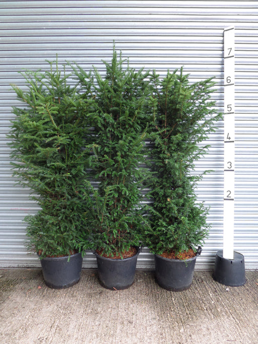6ft yew hedge