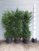 6ft yew hedge