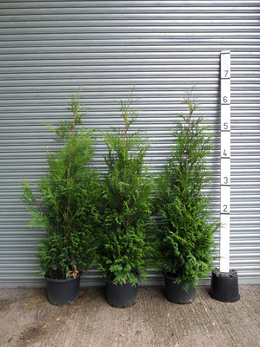 6ft thuja hedge