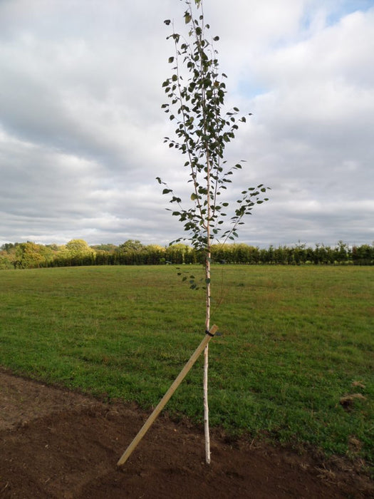 Tree Stakes