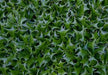 Holly-hedging-plants-for-sale